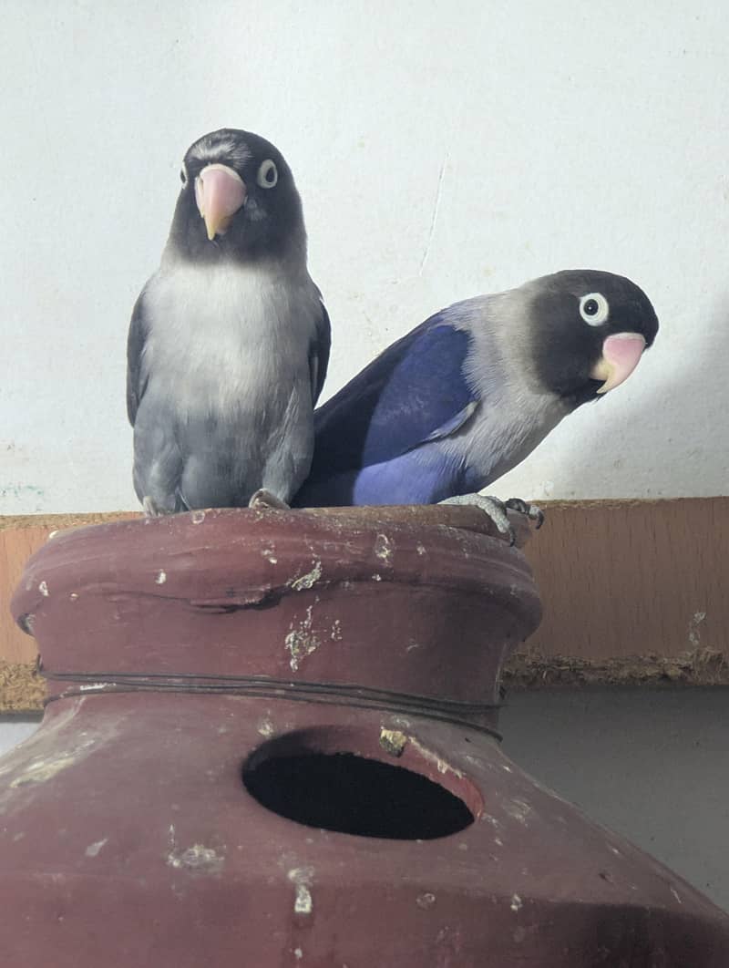 love bird pair 1