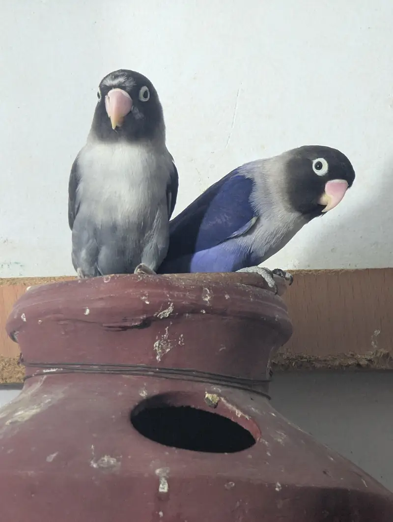 love bird pair — photo 2