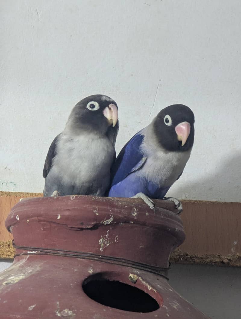 love bird pair 2