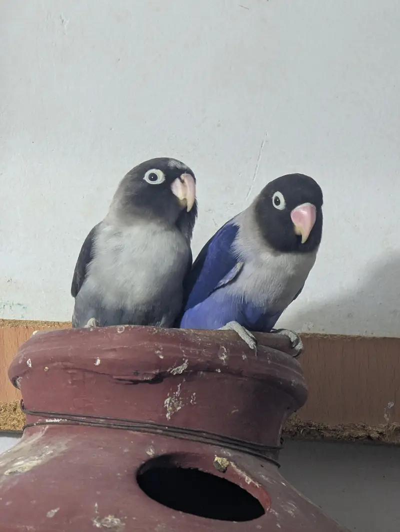 love bird pair — photo 3