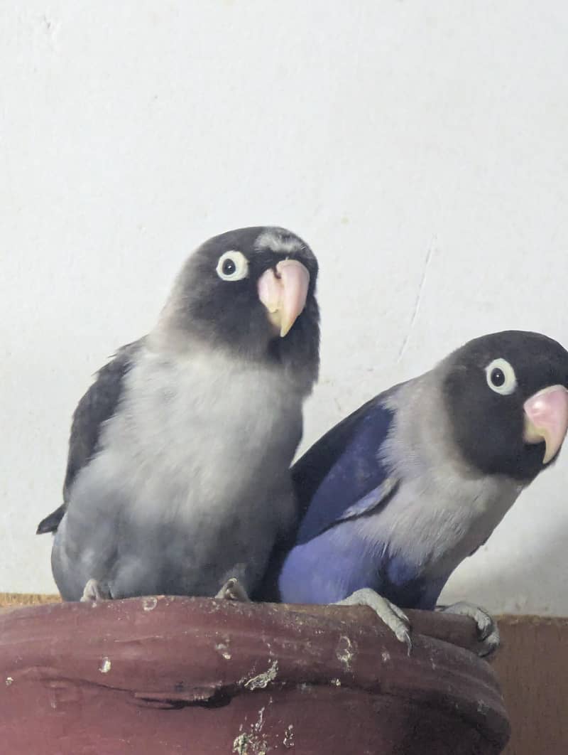 love bird pair 3