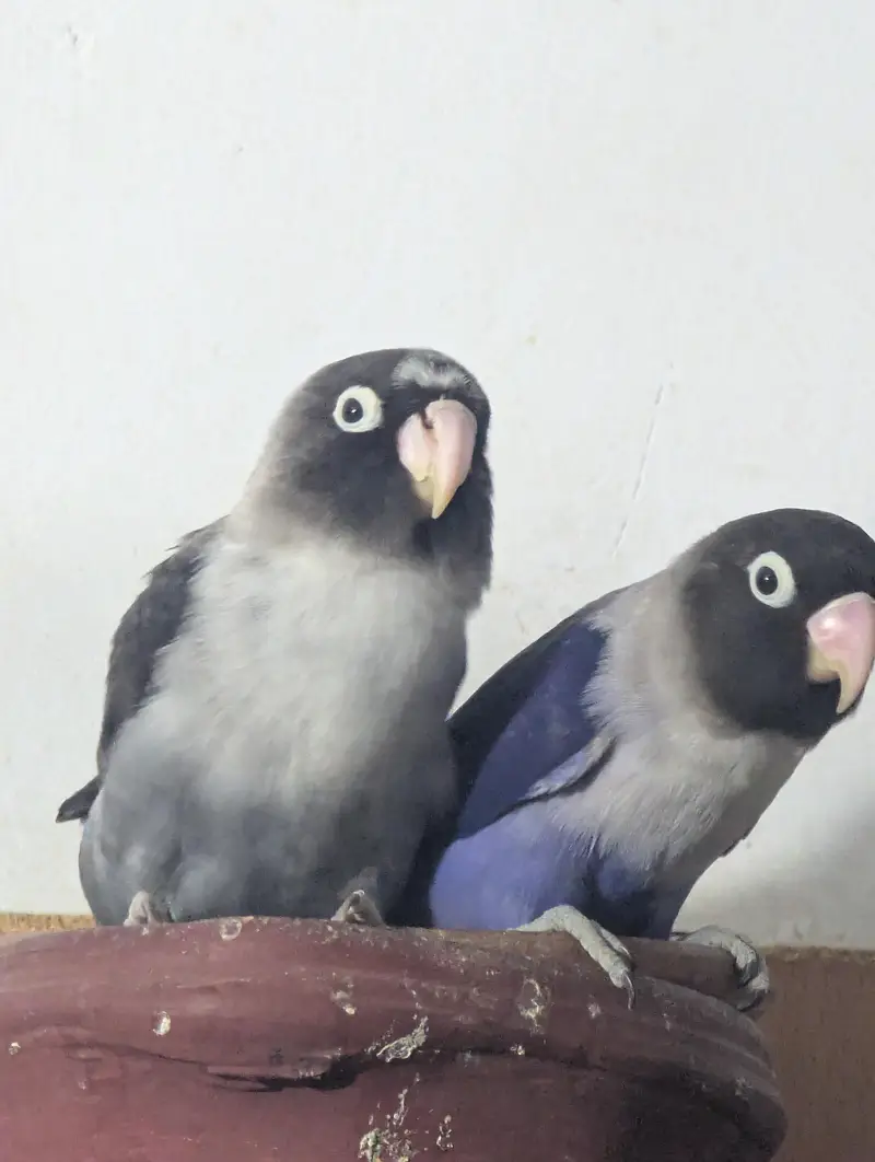 love bird pair — photo 4
