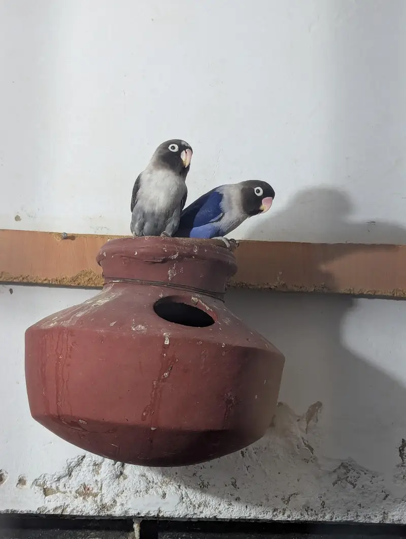 love bird pair — photo 5