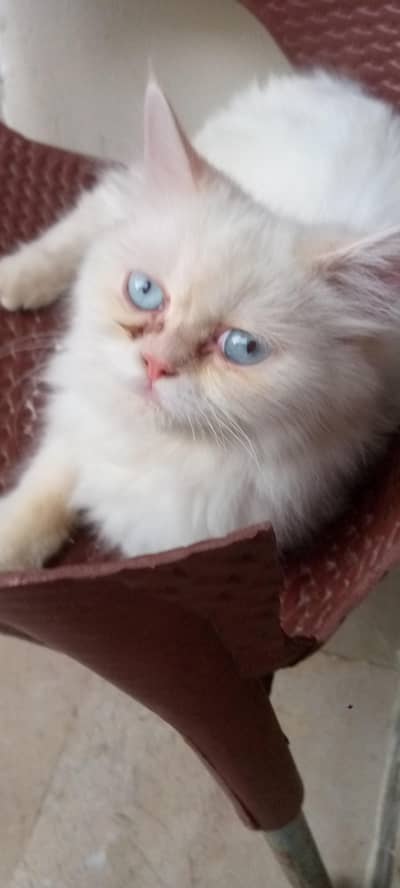 2 cats aek punch face he full vaccinated hair,eyes overall