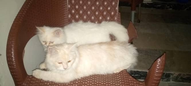 2 cats aek punch face he full vaccinated hair,eyes overall