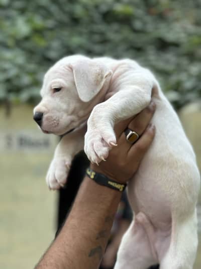 Dogo argentino puppies for sale