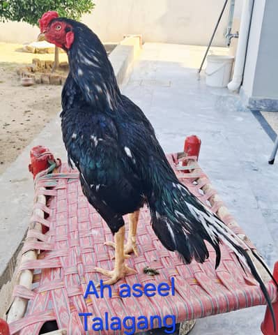 lassani Aseel eggs for sale fertile