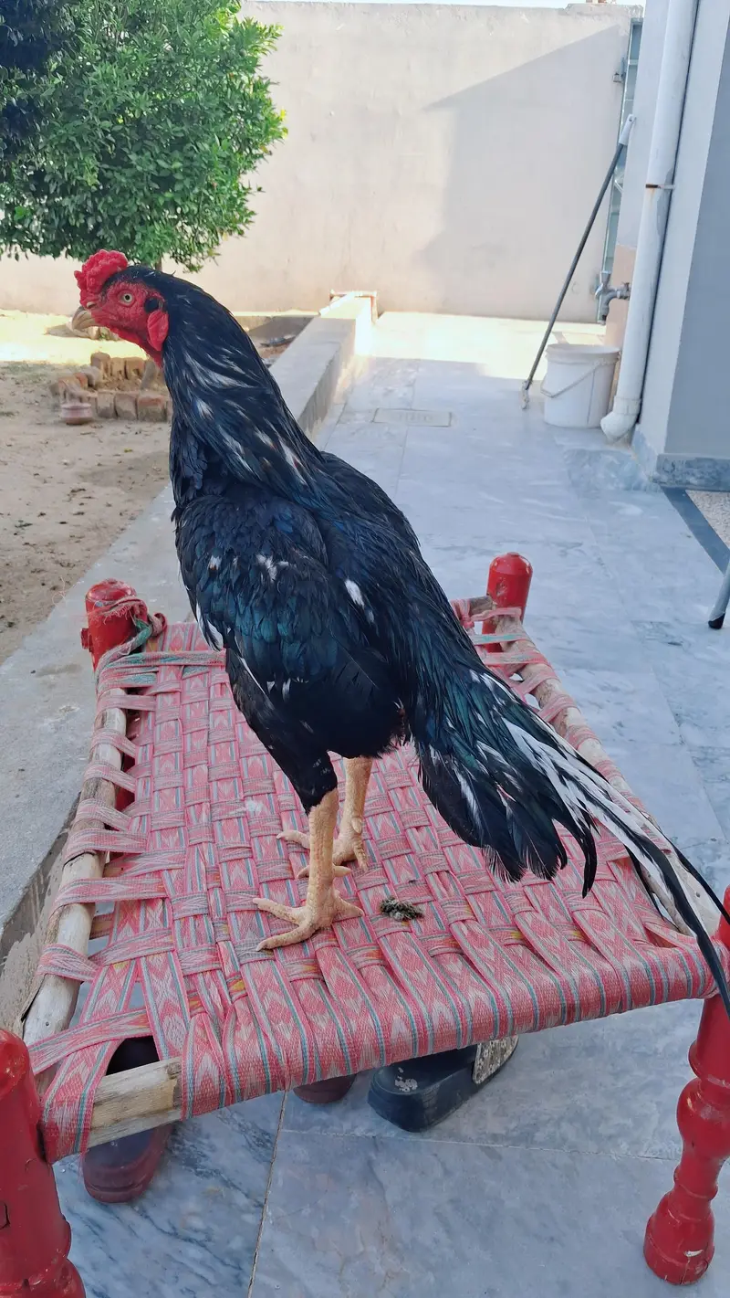lassani Aseel eggs for sale fertile — photo 2