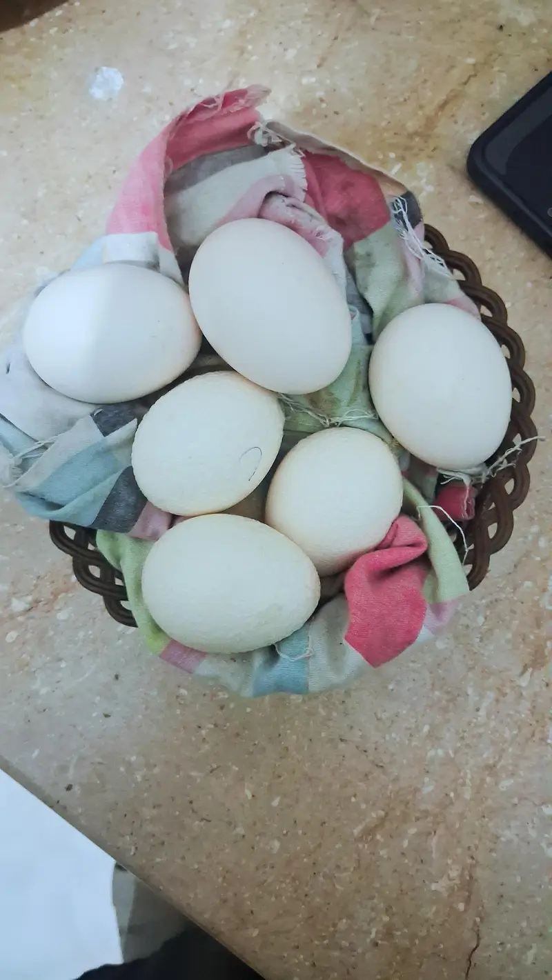 lassani Aseel eggs for sale fertile — photo 3