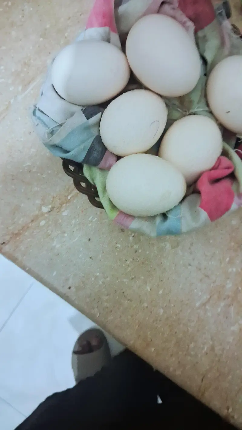 lassani Aseel eggs for sale fertile — photo 4
