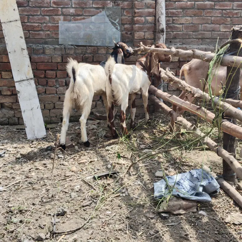 pure Desi and goats  male bakra Mundra chatra bakry han qurbani 2027 — photo 2