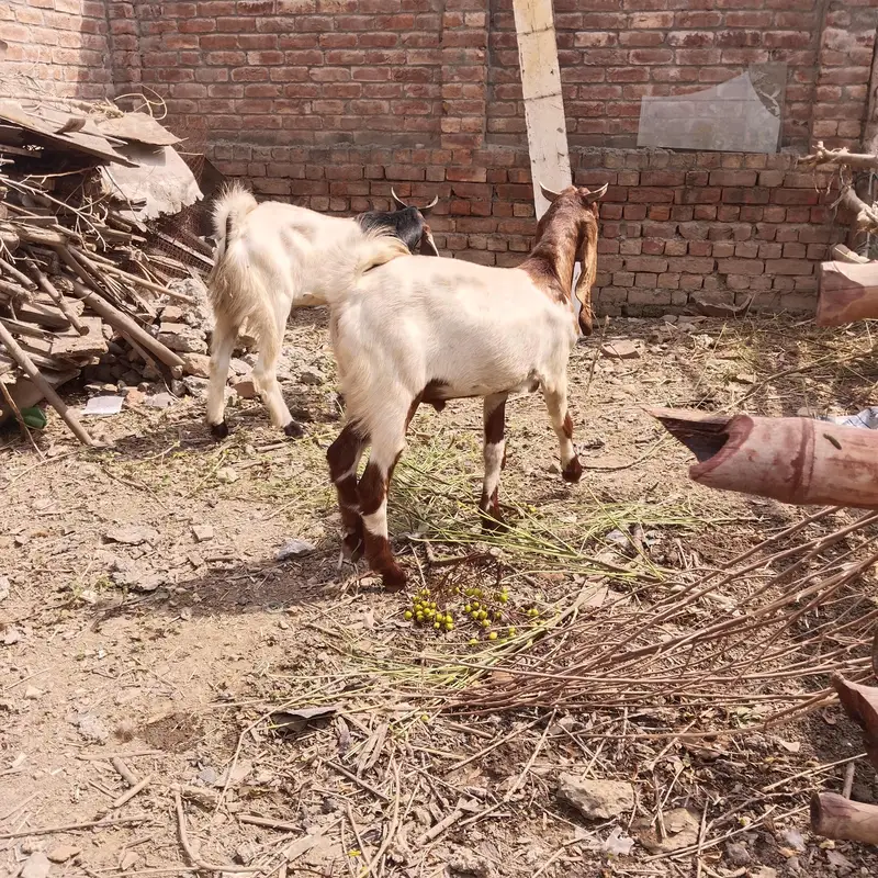 pure Desi and goats  male bakra Mundra chatra bakry han qurbani 2027 — photo 3
