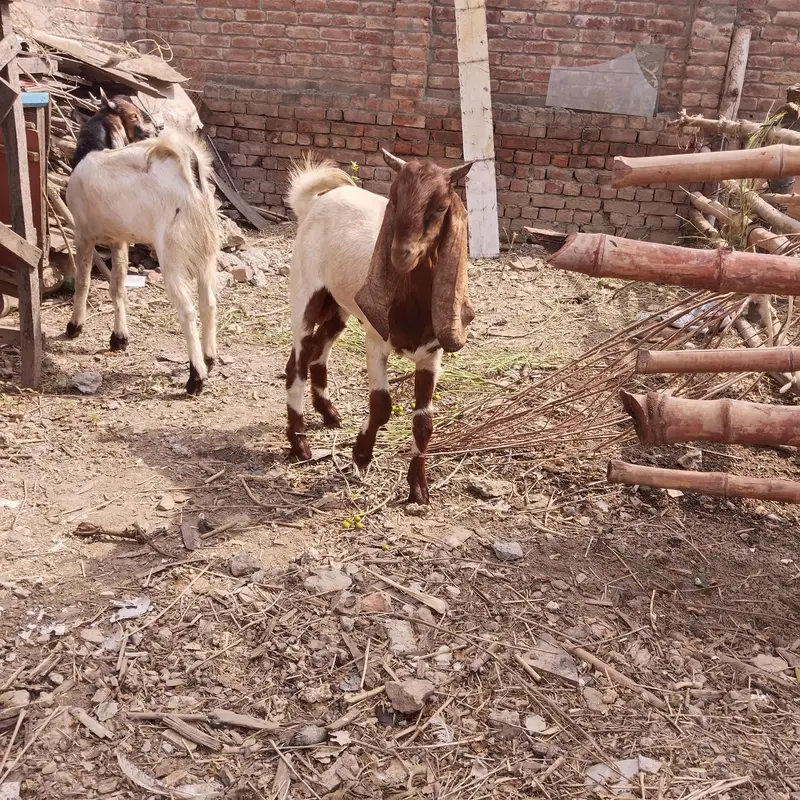 pure Desi and goats  male bakra Mundra chatra bakry han qurbani 2027 — photo 4