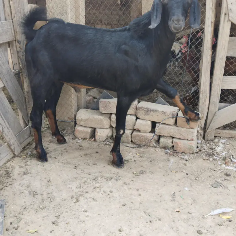 pure Desi and goats  male bakra Mundra chatra bakry han qurbani 2027 — photo 5