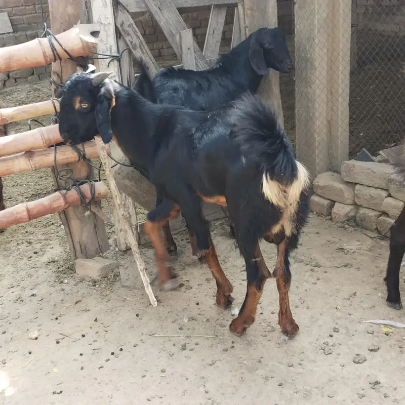 pure Desi and goats  male bakra Mundra chatra bakry han qurbani 2027 — photo 6