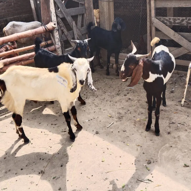 pure Desi and goats  male bakra Mundra chatra bakry han qurbani 2027 — photo 7