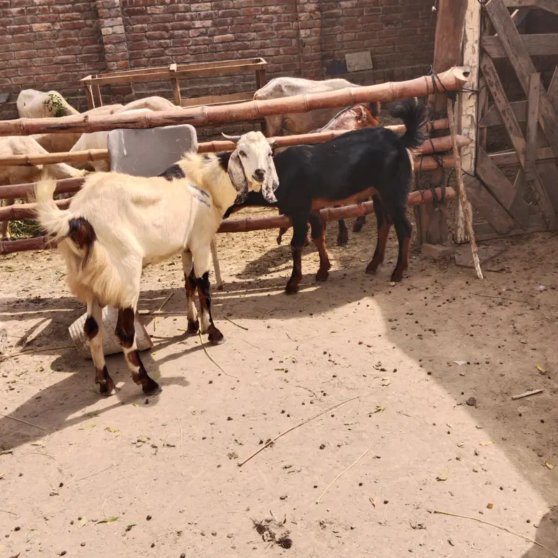 pure Desi and goats  male bakra Mundra chatra bakry han qurbani 2027 — photo 8