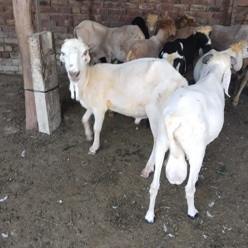 pure Desi and goats  male bakra Mundra chatra bakry han qurbani 2027 — photo 10