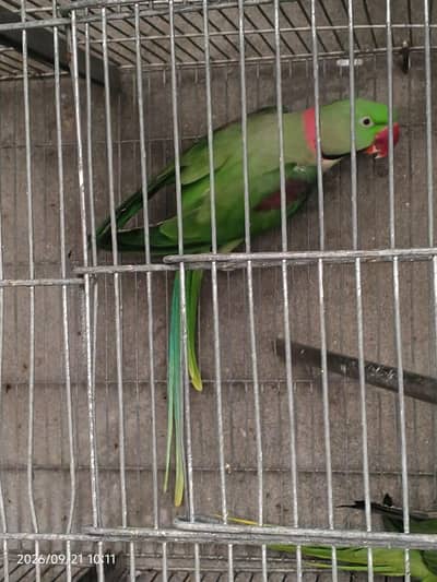 raw parrot