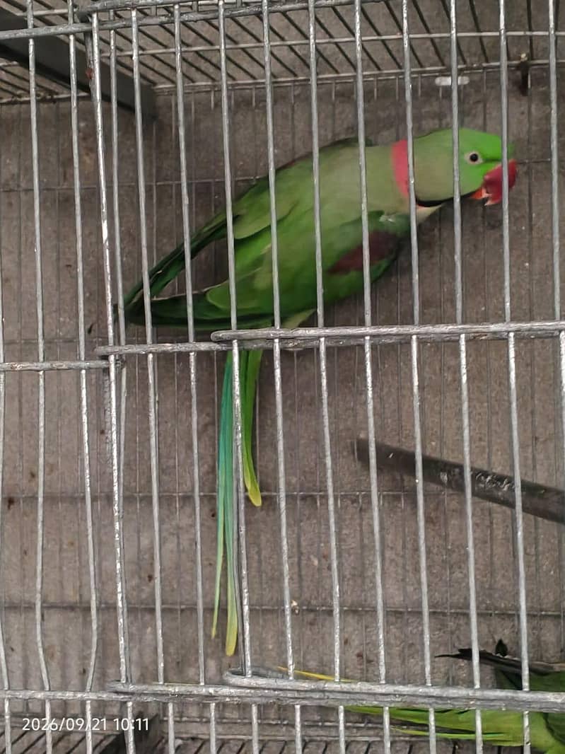raw parrot 0
