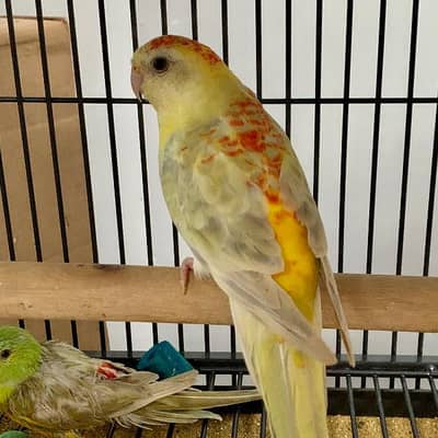 parrots for sale details on call what's app