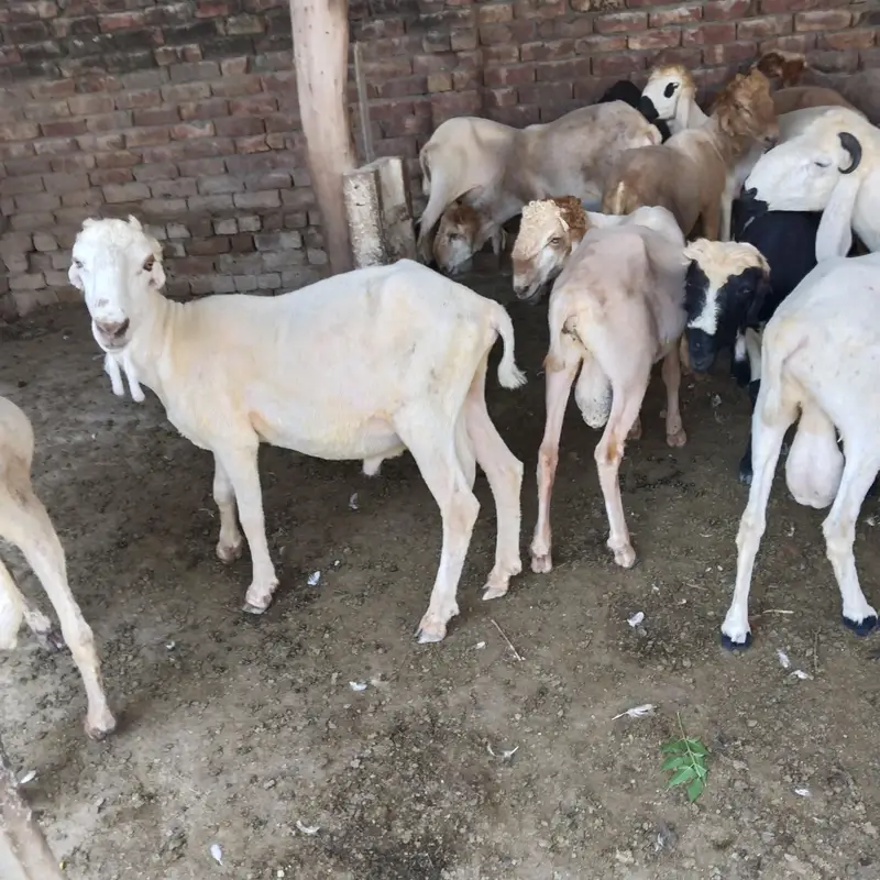 pure Desi and goats  male bakra Mundra chatra bakry han qurbani 2027 — photo 11