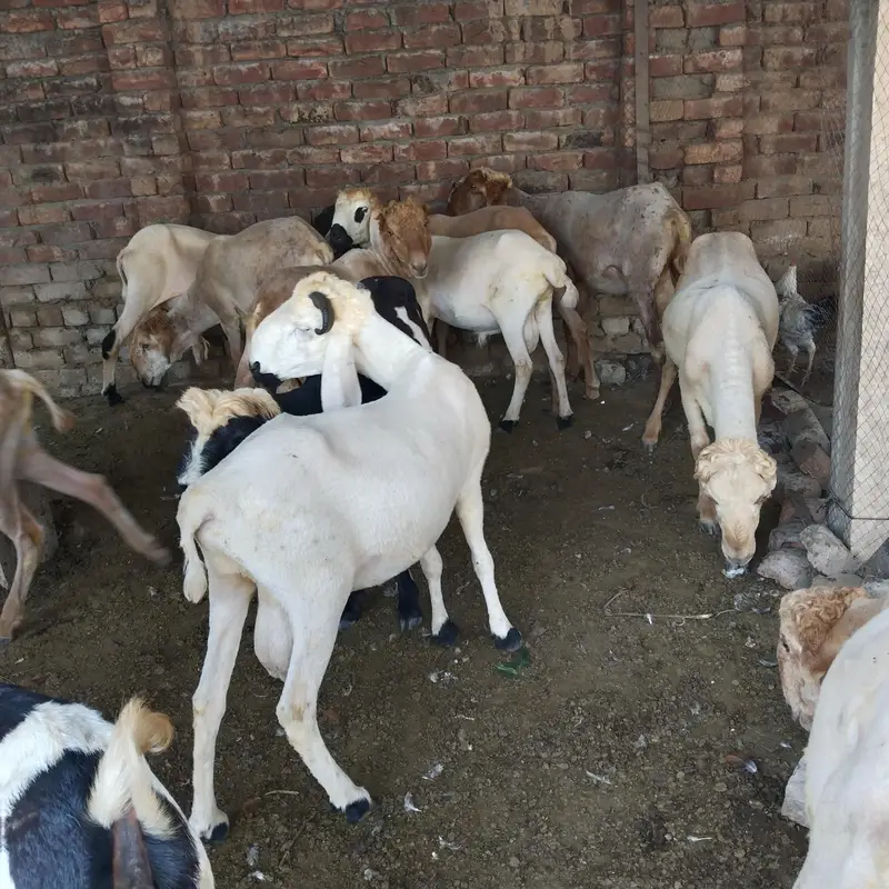 pure Desi and goats  male bakra Mundra chatra bakry han qurbani 2027 — photo 12