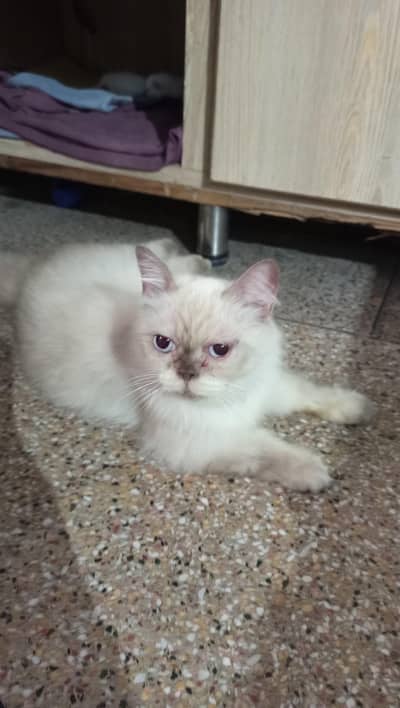 cat with 2 kittens