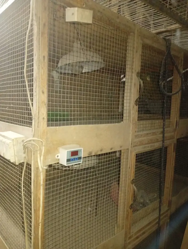 Cage pinjra for animals and birds — photo 2