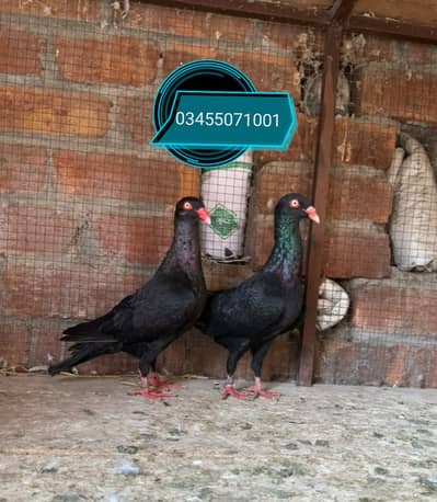 Denish and chinese owl breeder pairs