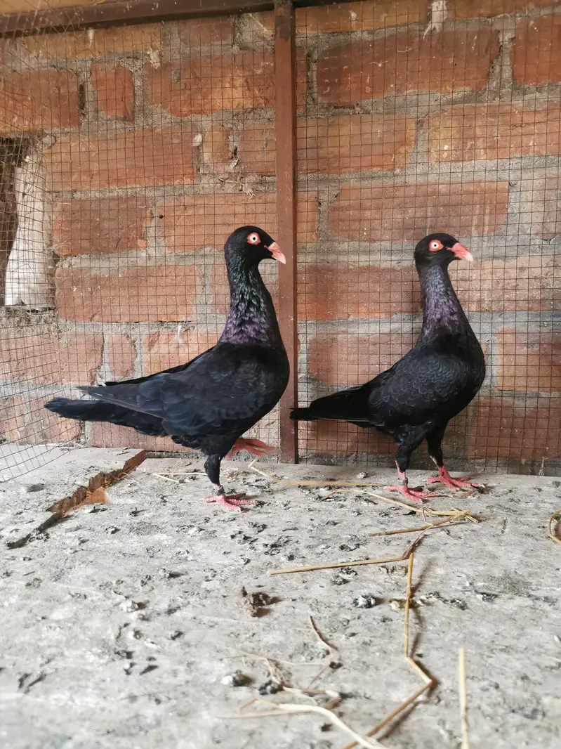 Denish and chinese owl breeder pairs — photo 3