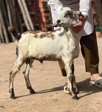bakri with kid