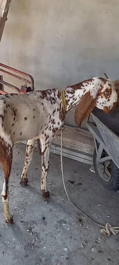 makhi cheeni goat fr sale
