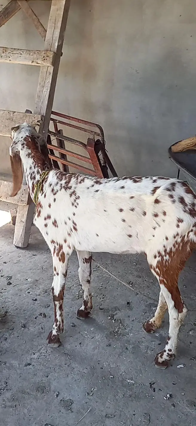 makhi cheeni goat fr sale — photo 3