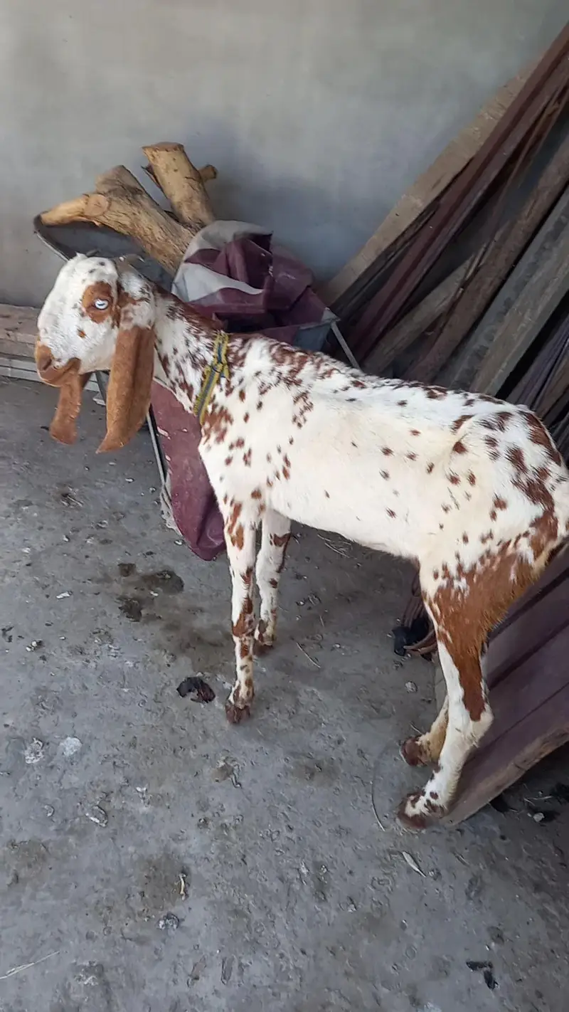 makhi cheeni goat fr sale — photo 4