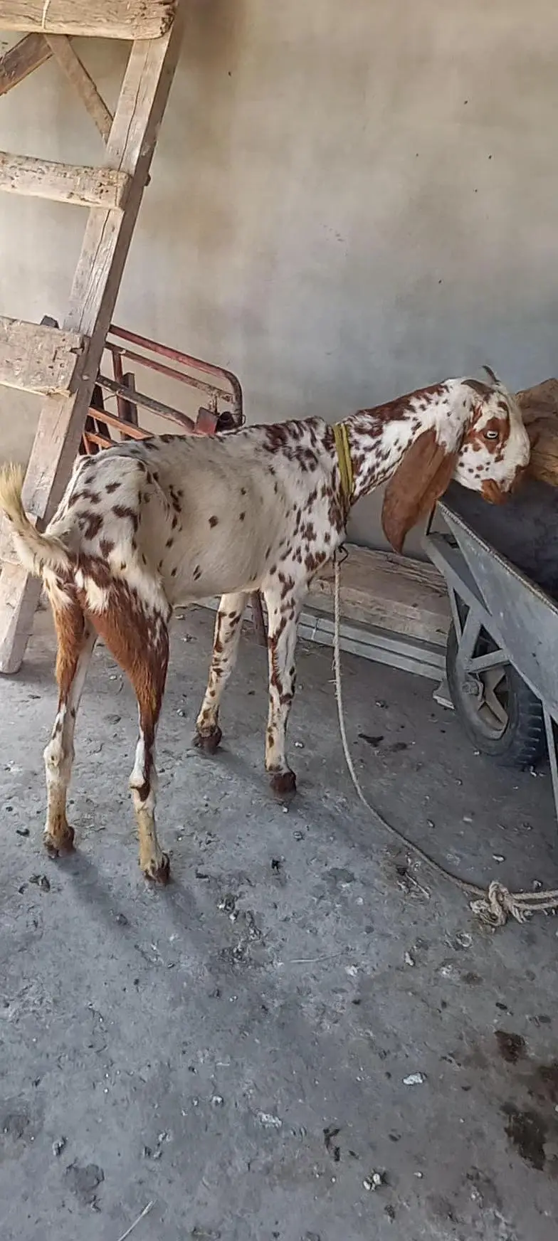 makhi cheeni goat fr sale — photo 5