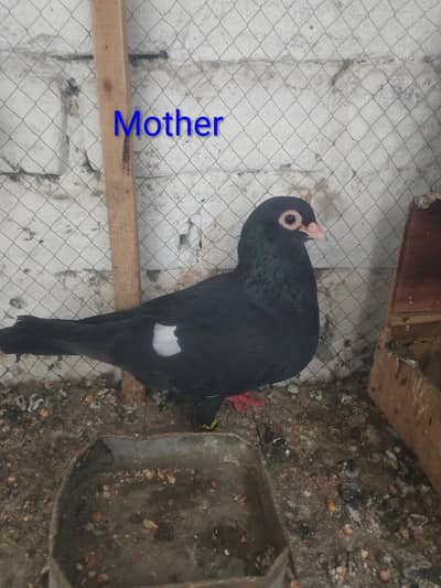 Top quality breeder pair