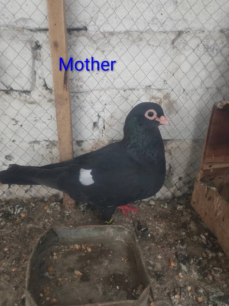 Top quality breeder pair 0