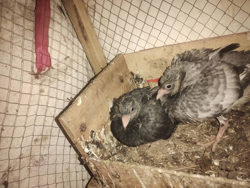 Top quality breeder pair 2