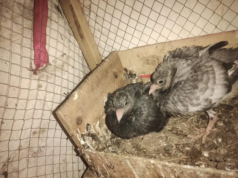 Top quality breeder pair — photo 3