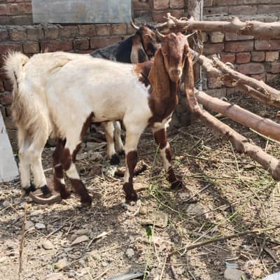 pure Desi bakry qurbani 2027 KY liye