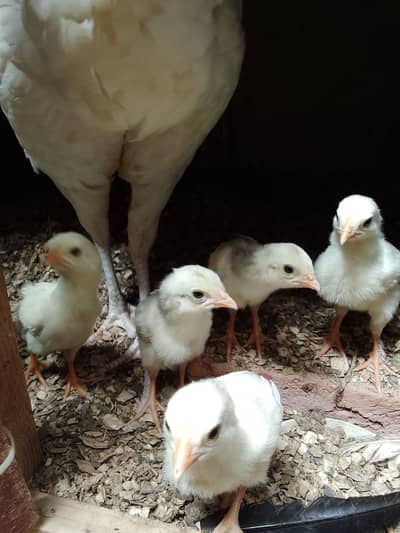 4 chicks and mother