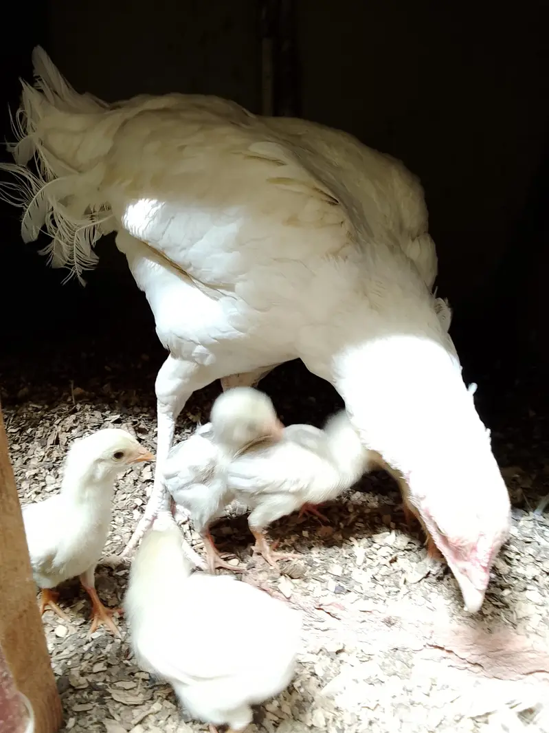 4 chicks and mother — photo 2