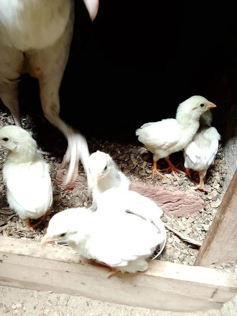 4 chicks and mother — photo 3