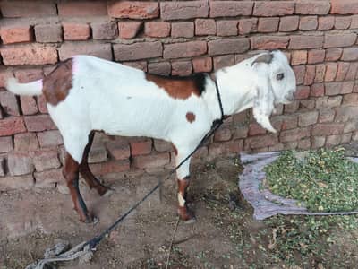Bakra