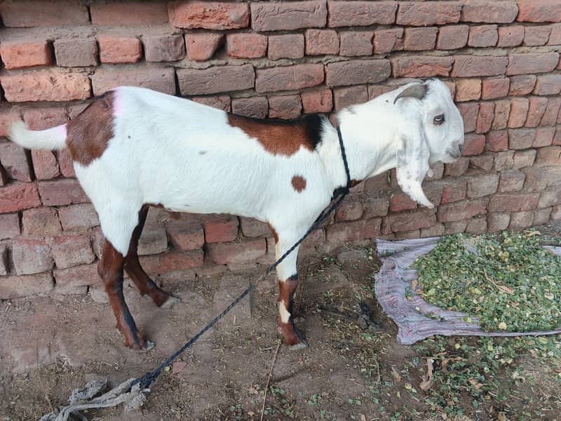 Bakra 0