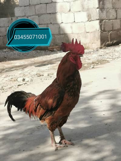 Pure Mianwali aseel  and heavy buff females astrolorps