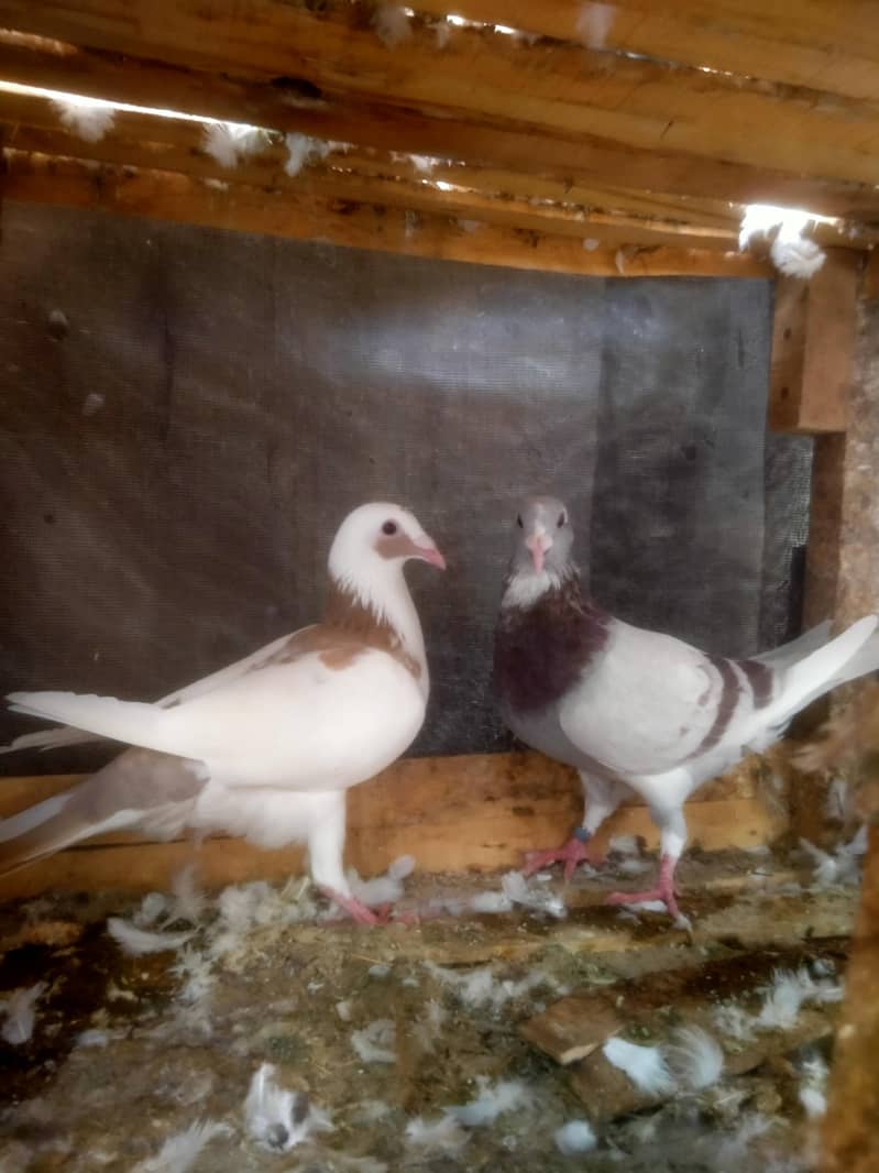 Breader Pairs 3