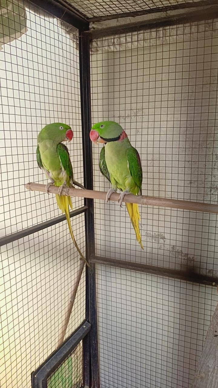Raw Parrot Pair 0