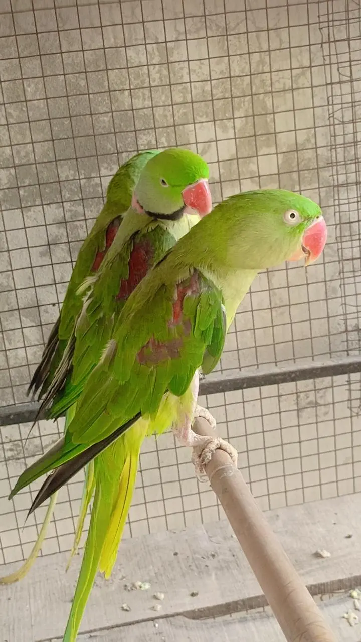 Raw Parrot Pair — photo 2